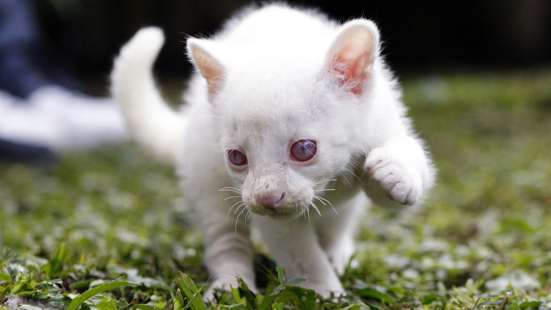 Descubren que la primera felina silvestre albina rescatada en Colombia podría ser un yaguarundí