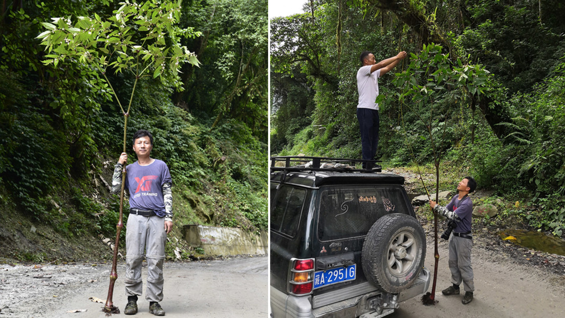 Descubren en el Tíbet la especie más alta de begonia, que mide más que una persona (FOTO)