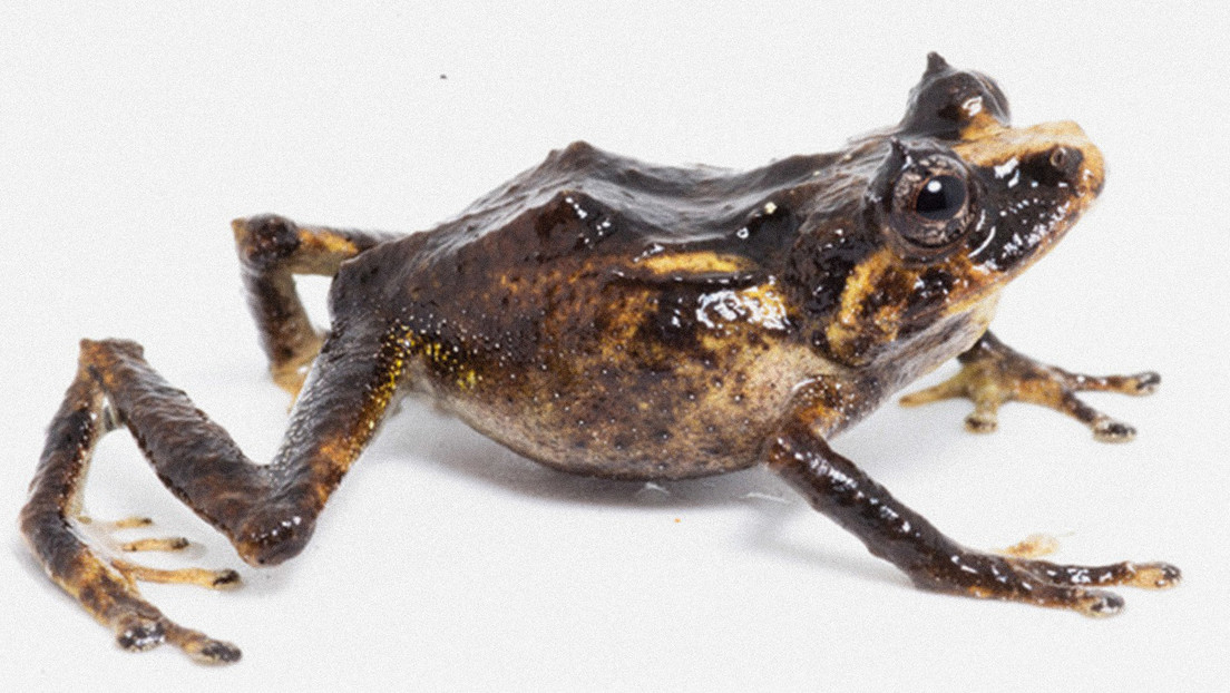 Descubren una nueva especie de rana en los bosques de montaña del norte de Perú
