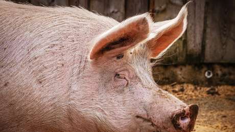 Una mujer brasileña compra un minicerdo, pero el animal termina creciendo hasta los 250 kilogramos