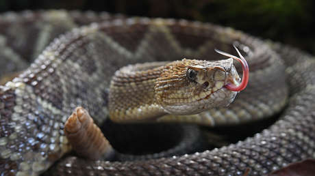 Descubren que el veneno de serpientes y la saliva de mamíferos tienen un  origen común - RT