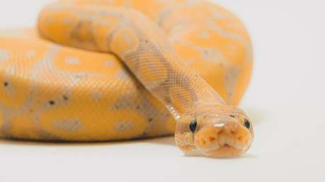 VIDEO: Una serpiente muerde en la cara a una cantante en pleno rodaje de un videoclip