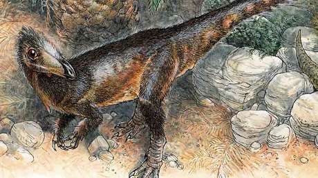 El Museo de Historia Natural del Reino Unido hace repaso de las más de 550 nuevas especies que presentó en 2021
