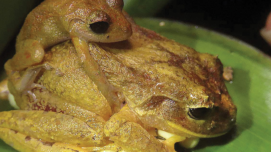 Una nueva especie de rana descubierta en Panamá llevará el nombre de Greta Thunberg