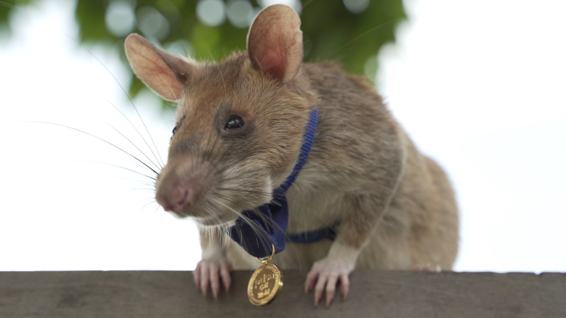 Fallece Magawa, la "rata héroe" que salvó vidas humanas detectando más de 100 minas y explosivos