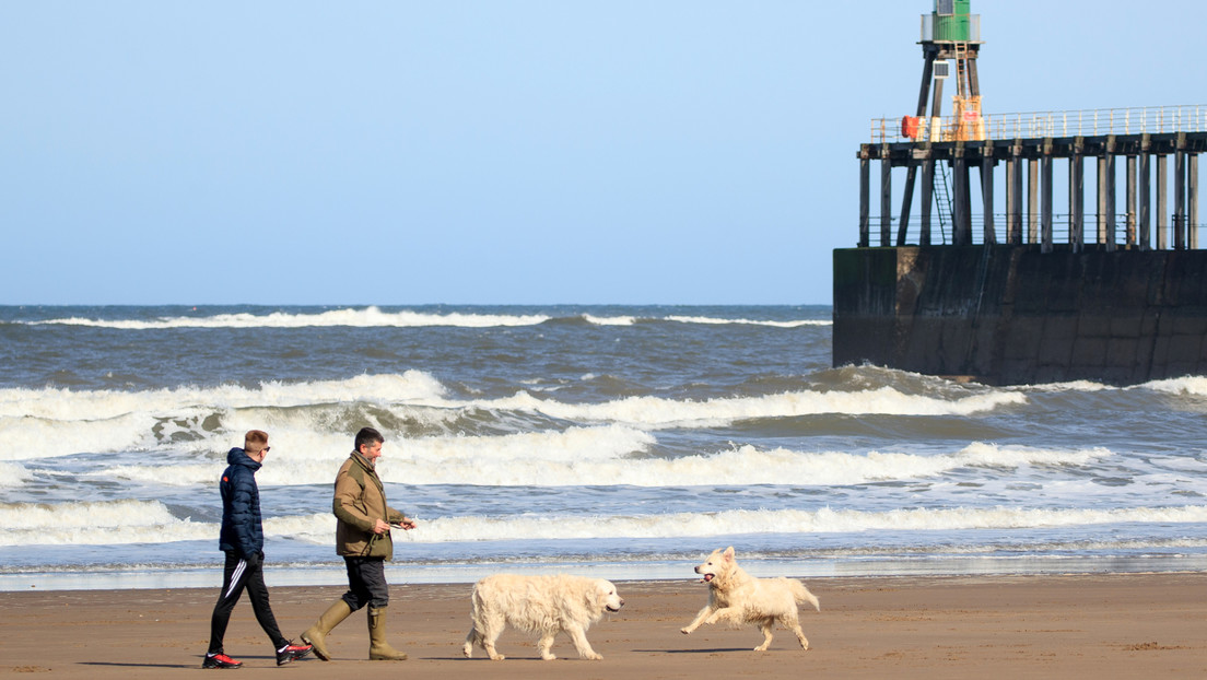 Una extraña enfermedad en cientos de perros que visitaron playas causa alarma en el Reino Unido