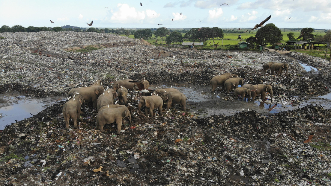 Alerta en Sri Lanka por las muertes de elefantes tras ingerir desechos plásticos en vertederos (FOTOS)