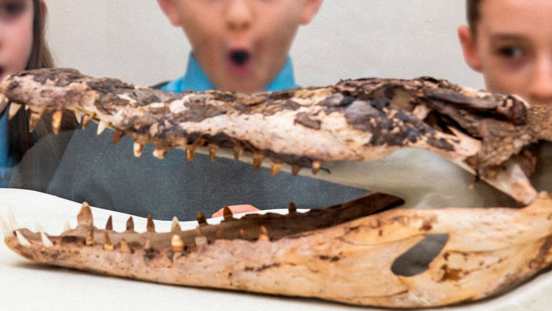 FOTO: Exhiben los restos de un cocodrilo que permaneció escondido bajo el suelo de una escuela en el Reino Unido