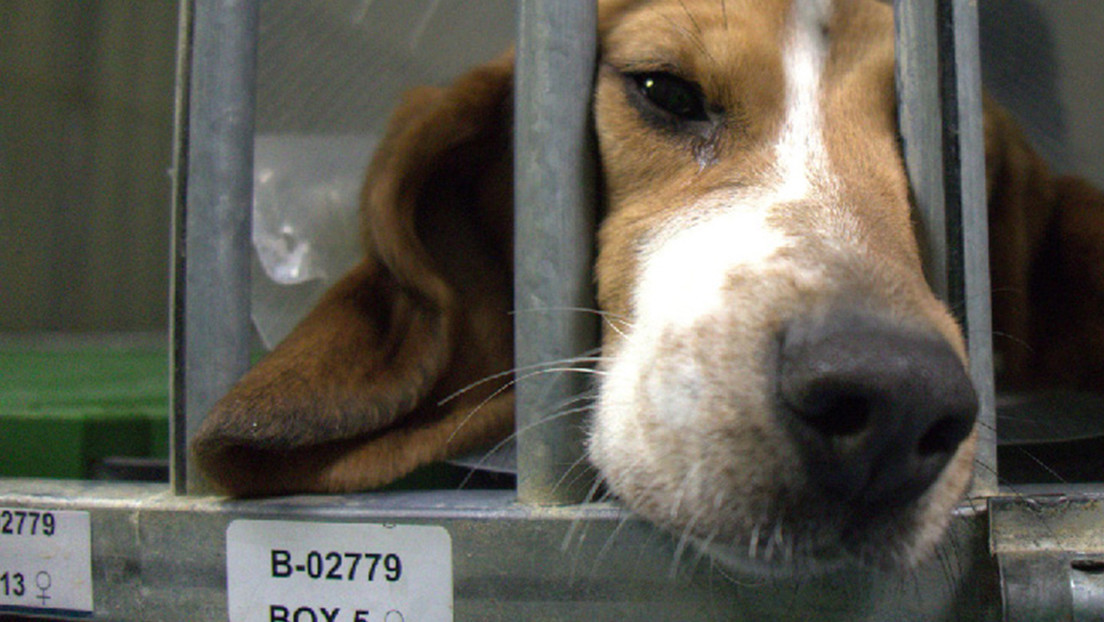 El sacrificio de 32 cachorros de Beagle en un laboratorio denunciado por crueldad animal: el experimento médico que conmociona a España