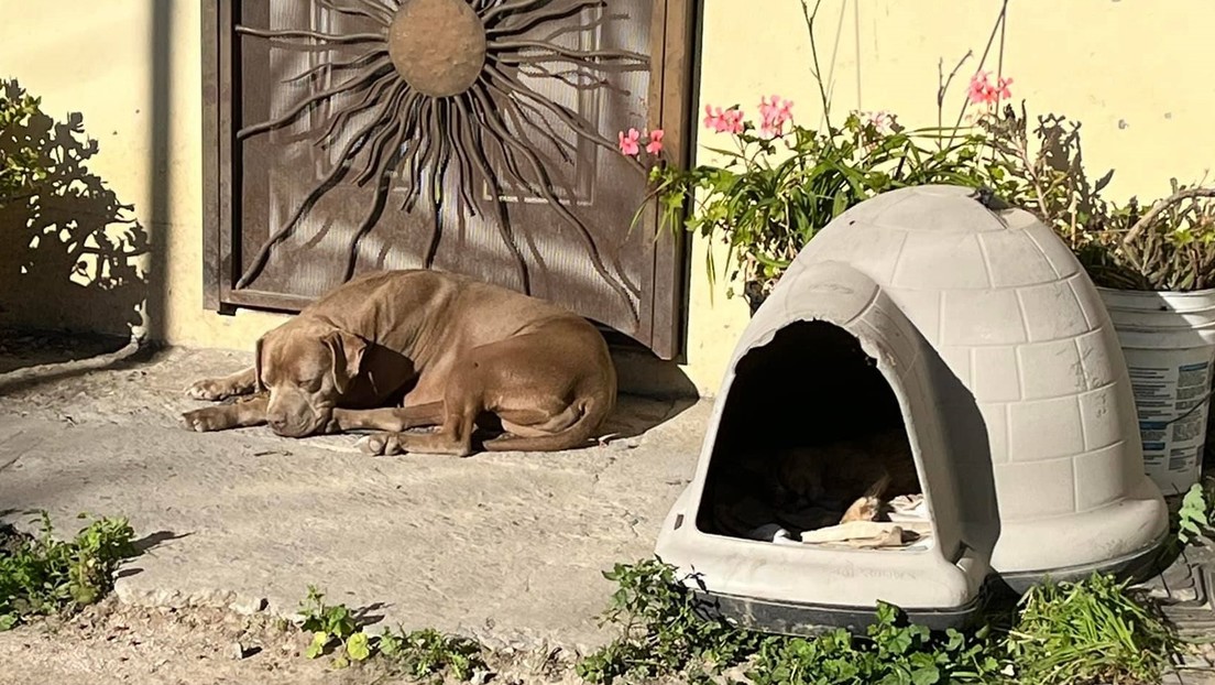 Emotivas imágenes del perro de la periodista mexicana asesinada esperando a su dueña conmueven a las redes sociales (FOTO)