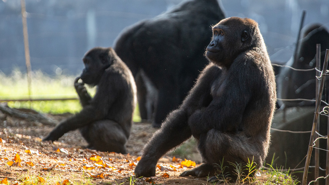 Ozzie, el gorila macho más viejo del mundo, muere a los 61 años en un zoológico de Estados Unidos