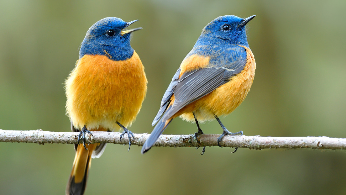 Google enseña a una red neuronal a reconocer pájaros por su canto con la precisión de un experto