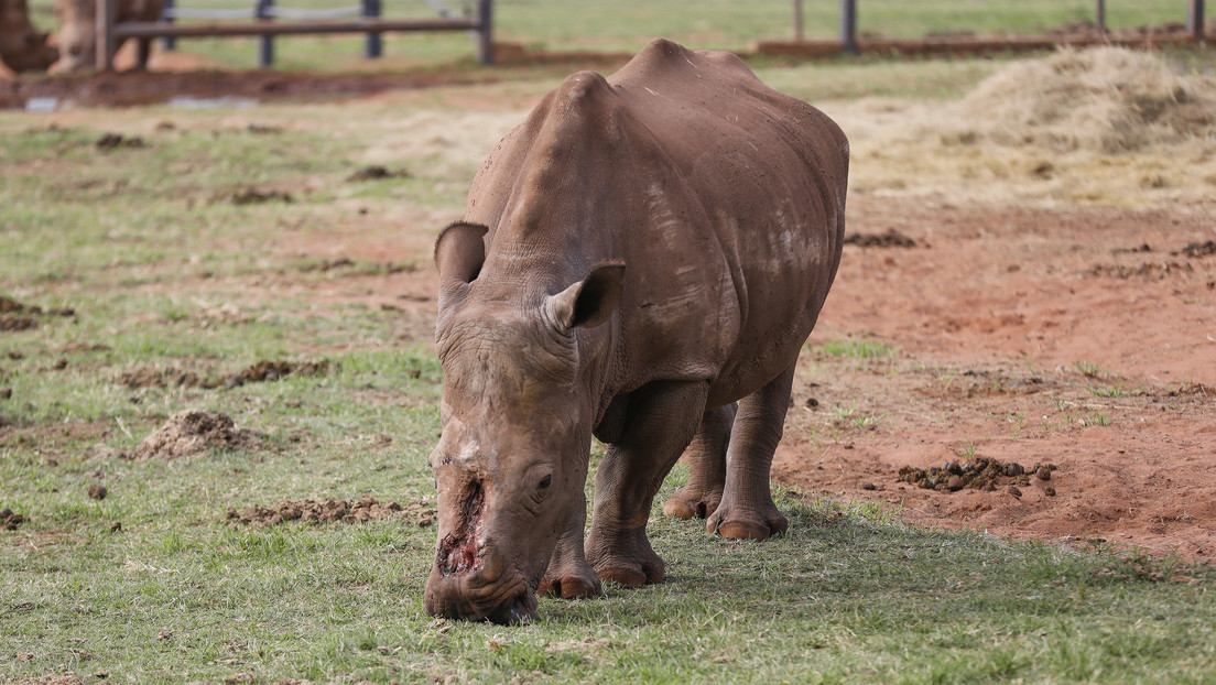 Un rinoceronte blanco que perdió los cuernos a manos de cazadores furtivos vuelve a la naturaleza después de 6 años y 30 operaciones