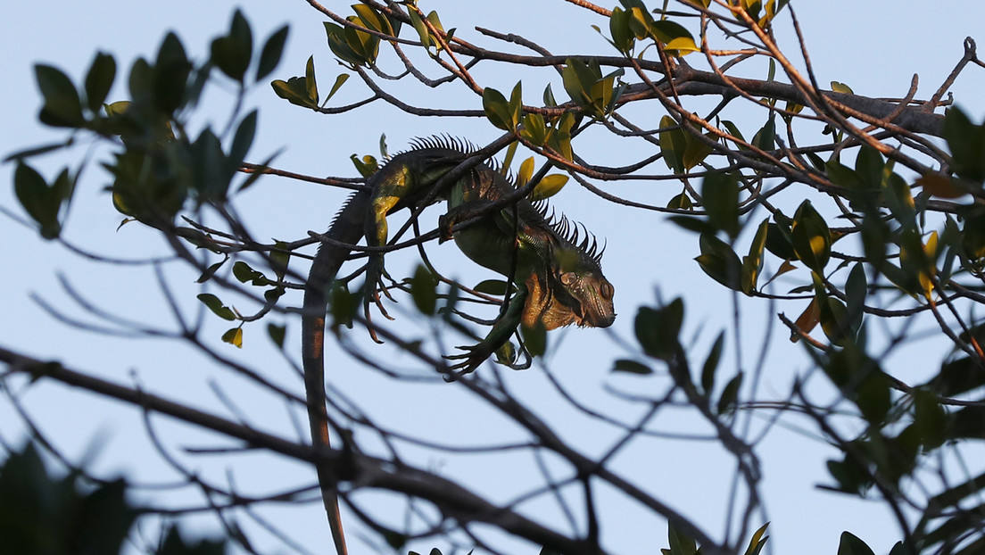 Una ola de frío azota Florida provocando que las iguanas se congelen y  caigan de los árboles - RT