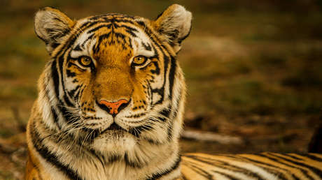 Un tigre escapa de su jaula, le arranca la mano a su cuidadora y ataca a otros dos trabajadores en un zoológco en Japón