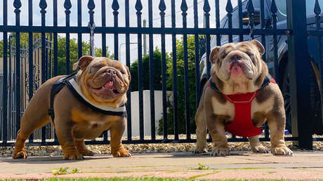 Multan con 547.000 dólares a una pareja criadora de bulldogs por obligar a sus perras a embarazarse constantemente durante seis años