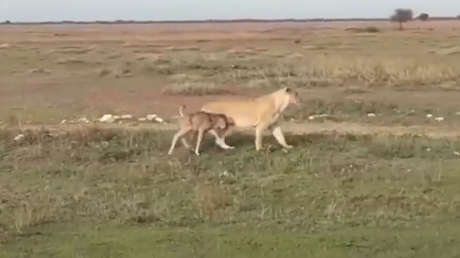VIDEO: Una leona escolta 'cariñosamente' a una cría de ñu hacia un lugar seguro