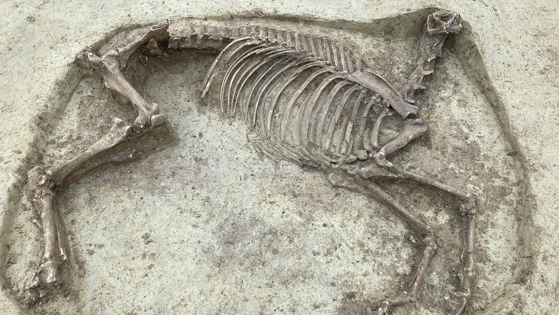 Hallan los restos de un caballo decapitado en el siglo VII durante una ceremonia fúnebre