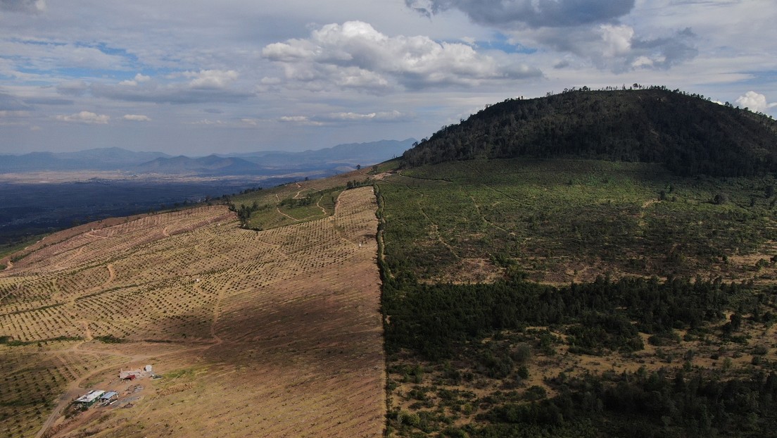 Un pueblo de México prohíbe las plantaciones de aguacate para proteger a su comunidad y frenar la deforestación de sus bosques