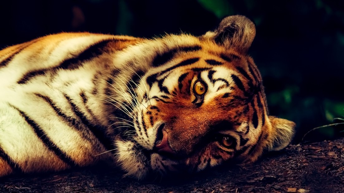 FOTOS: Un joven logra captar a dos tigres negros, una especie que cuenta máximo con ocho ejemplares existentes