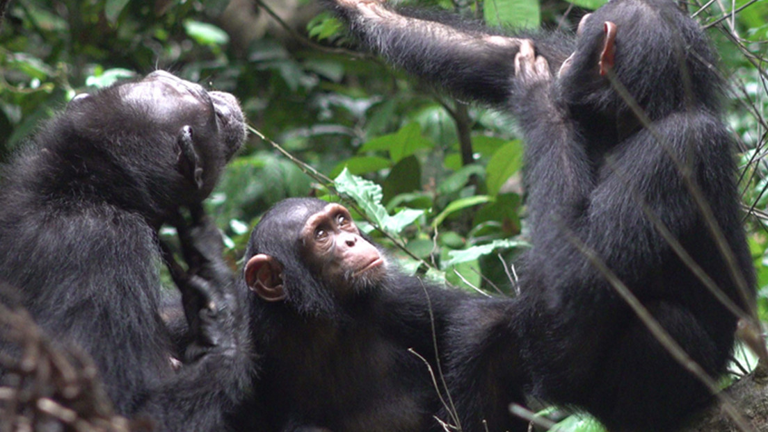 Observan por primera vez a chimpancés usando insectos como tratamiento para curar las heridas abiertas