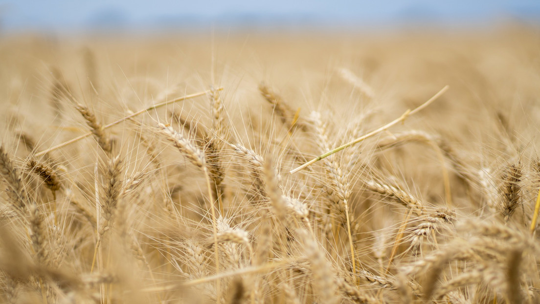 Las tensiones en torno a Ucrania provocan un alza de los precios del trigo