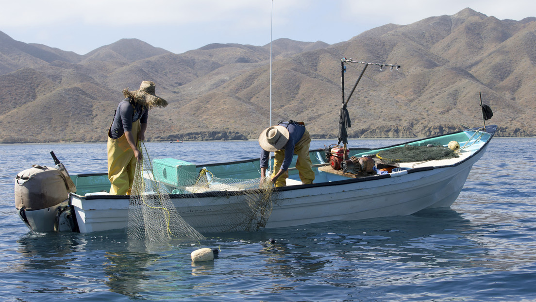 ¿Puerta abierta a la sobreexplotación de peces? Las razones de una ONG mexicana para demandar al Congreso por una ley de pesca