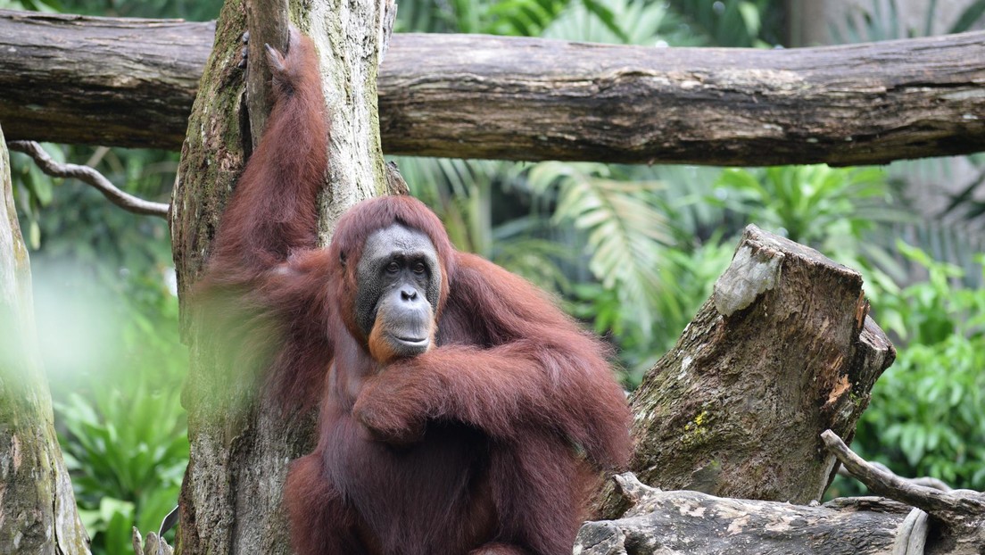 Los orangutanes podrían estar cerca de 'inventar' herramientas de piedra
