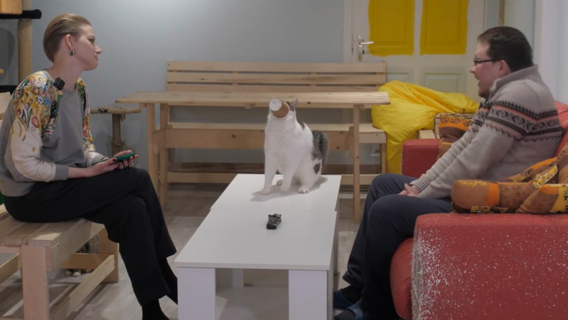 VIDEO: El gato Elefantito interrumpe una entrevista televisada y "aporta claridad" al diálogo