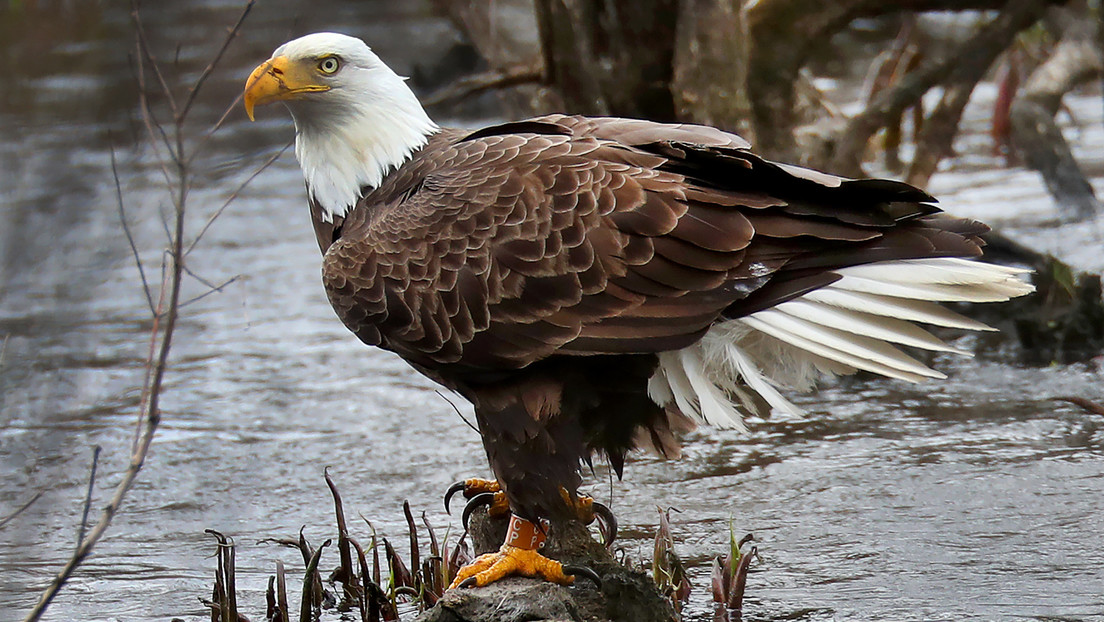 Alertan que casi la mitad de las águilas calvas en EE.UU. están intoxicadas con plomo, y la culpa es de los cazadores
