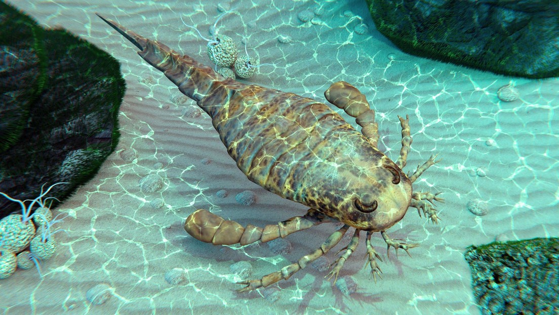 "Un monstruo enorme": identifican en Australia una nueva especie extinta de escorpión marino que medía más de un metro de largo