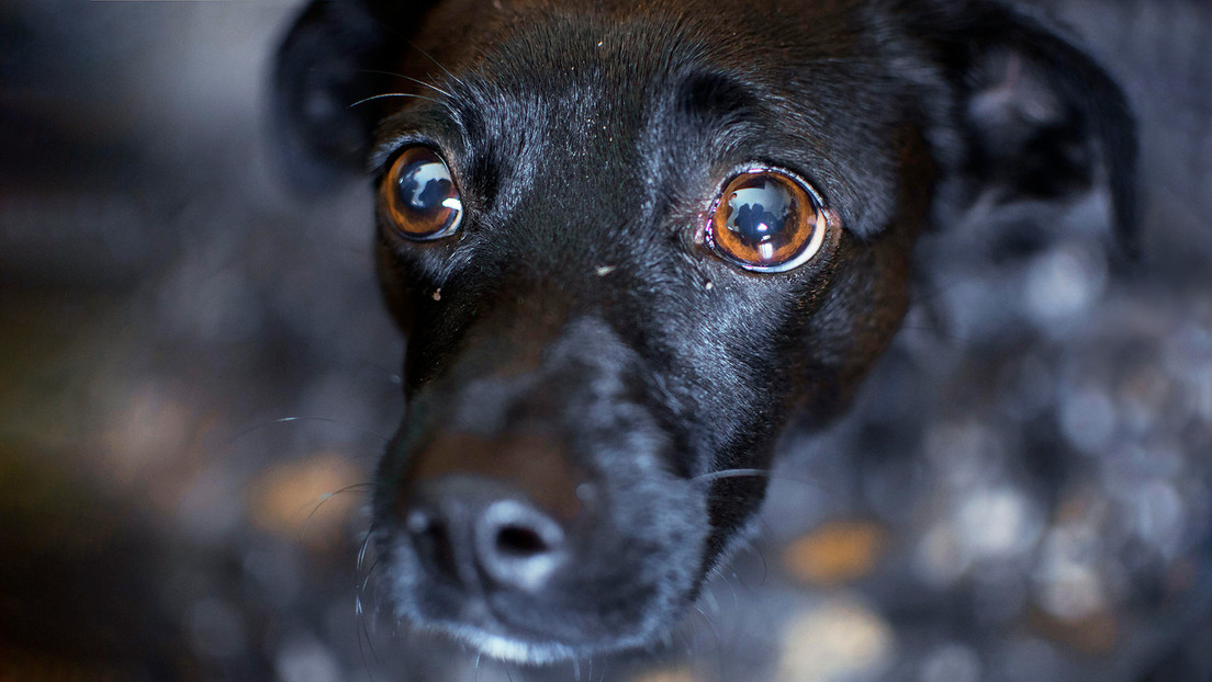 Así será la nueva ley de Protección Animal de España que penará el maltrato con hasta dos años de cárcel