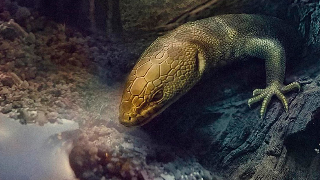 FOTO: Encuentran una lagartija perfectamente conservada que habitó la Tierra mucho antes que el 'Tyrannosaurus rex'