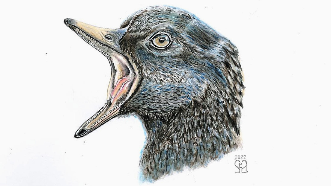Descubren en China dos especies desconocidas de aves de hace 120 millones de años