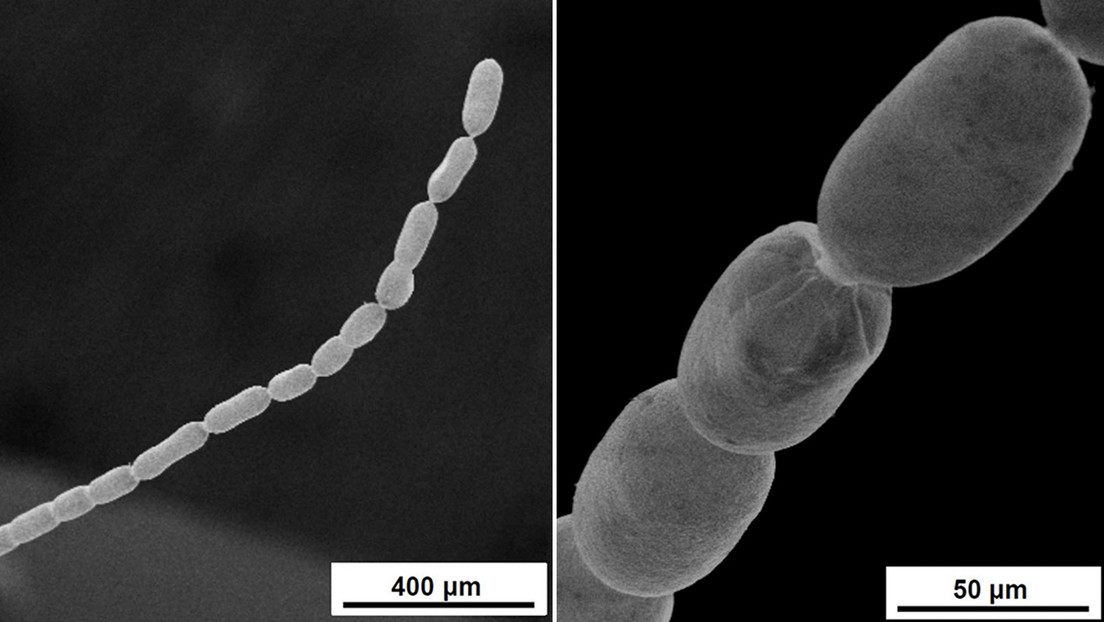Descubren la bacteria más grande jamás conocida, que puede medir hasta dos centímetros de largo