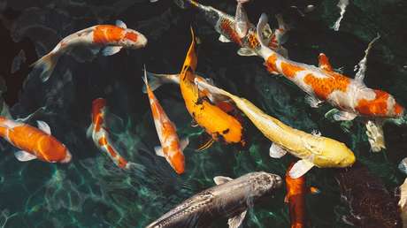 Los peces 'hablan' mucho más de lo que se creía (sobre todo de sexo y comida)