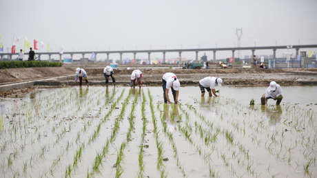 Avanza con éxito el plan de China para alimentar a 80 millones de personas con su "arroz de agua salada"