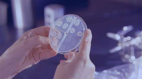 "Una verdadera obra de arte de la naturaleza": descubren que una rara bacteria desarrolló su propio sistema de fotosíntesis