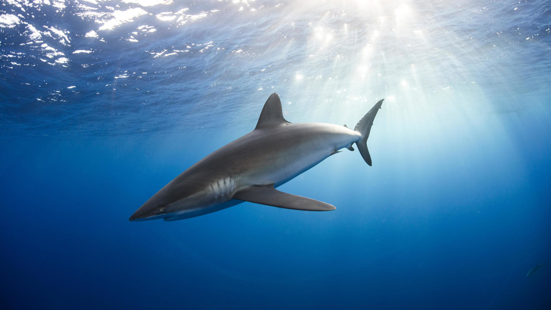 Encuentran carne de tiburones en peligro de extinción en comida para perros y gatos