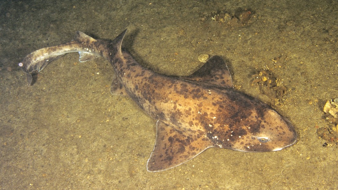 Científicos encuentran indicios de que los tiburones sí duermen, lo que descartaría una antigua teoría que asegura lo contrario