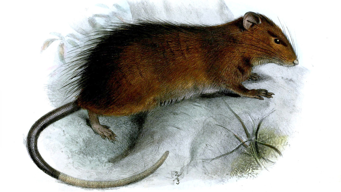 Rattus macleari