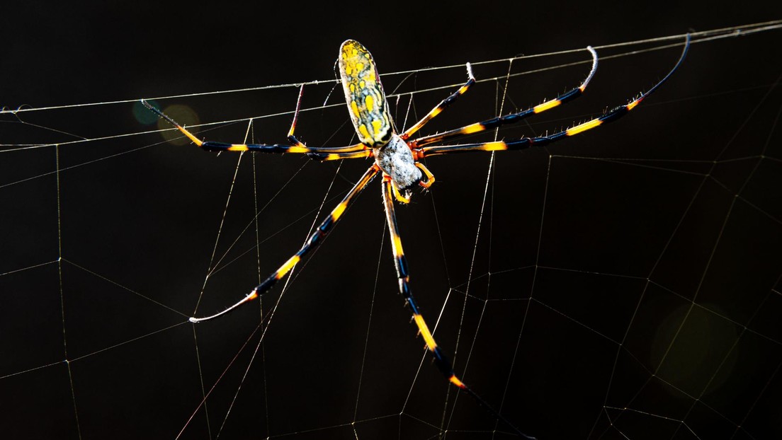 Las arañas Joro, del tamaño de la palma de una mano, podrían colonizar toda la costa este de EE.UU., alertan los científicos