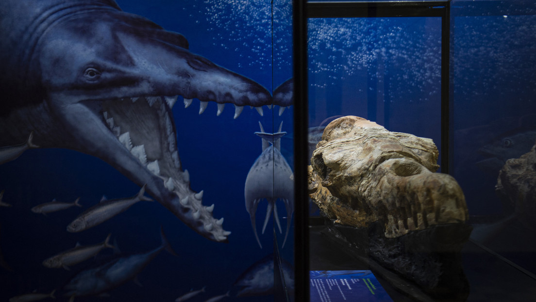 Descubren en Perú el cráneo de un "monstruo marino" de 36 millones de años