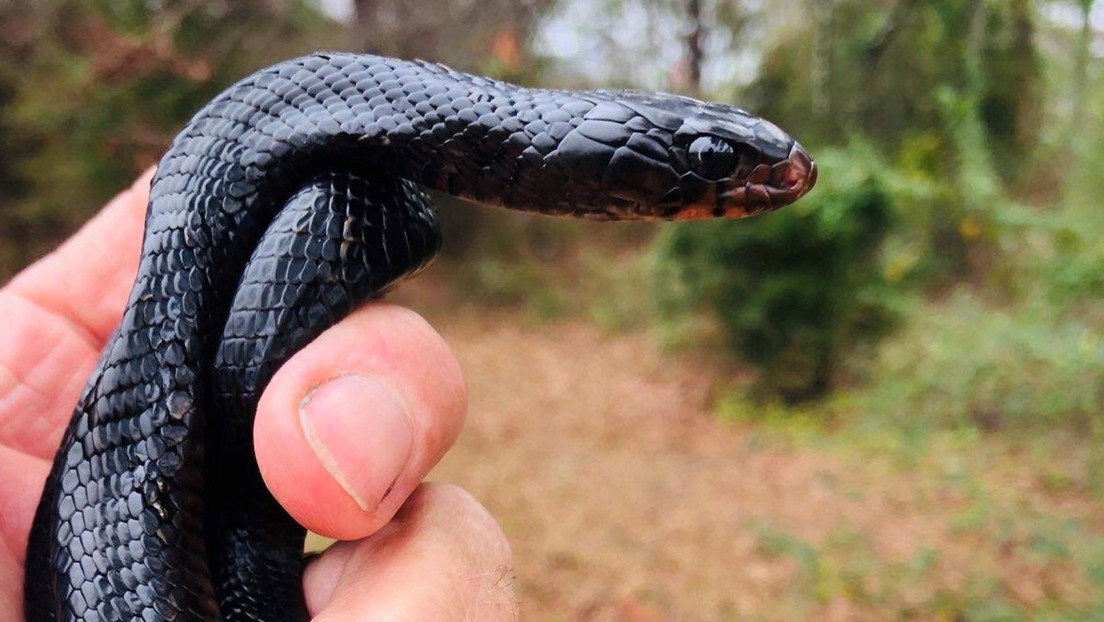 Encuentran en un bosque estadounidense una especie de serpiente que estaba desaparecida desde mediados del siglo pasado