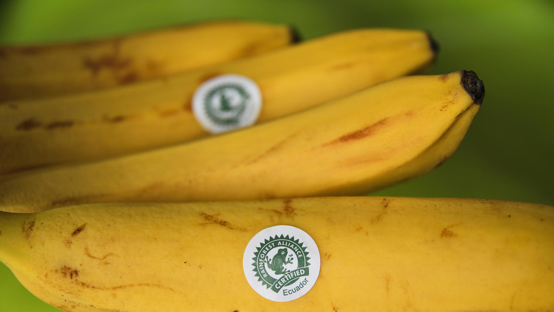 Barricadas con banano en carreteras y más de un millón de cajas sin vender: cómo las sanciones a Rusia afectan las exportaciones de plátano de Ecuador