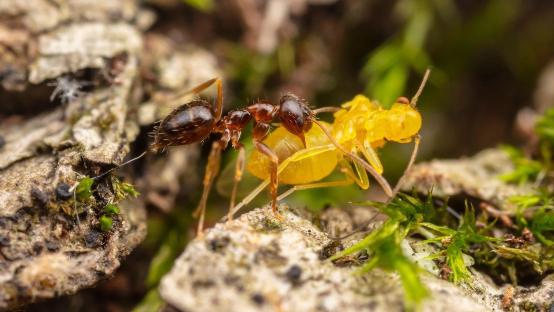 Biólogos en EE.UU. encuentran un hongo capaz de combatir la propagación de las hordas de hormigas locas invasoras