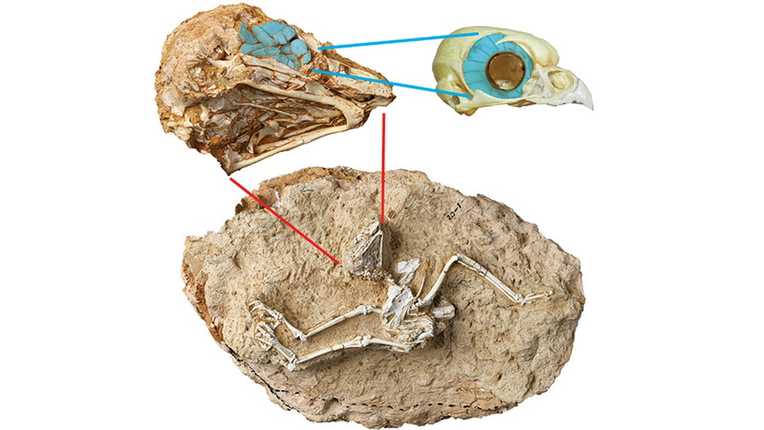 Paleontólogos chinos descubren los restos del búho diurno extinto más antiguo hasta ahora