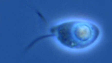 Descubren en aguas del Ártico y en un río seis nuevas especies de microorganismos depredadores