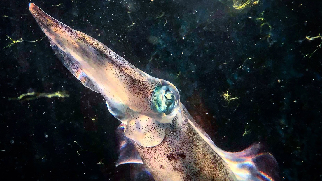 Demuestran que los calamares cambian de color para camuflarse con el entorno, igual que los pulpos (VIDEO)