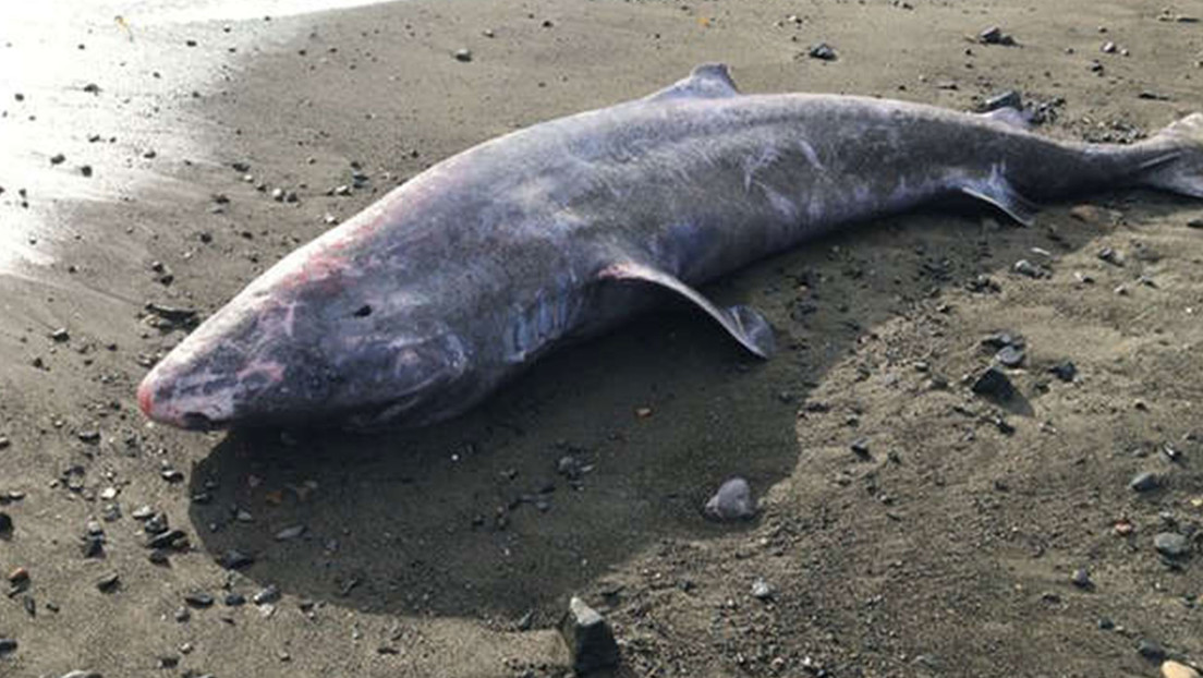 Un rarísimo tiburón de Groenlandia de 100 años muere de una infección cerebral nunca antes detectada en esa especie